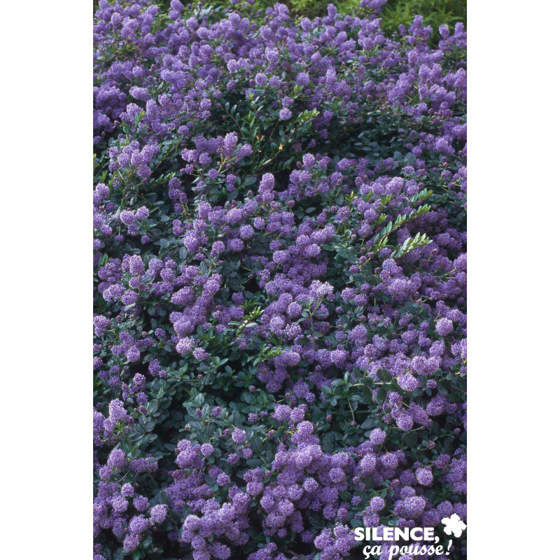 CEANOTHUS prostratus C4.5L - SILENCE ÇA POUSSE 