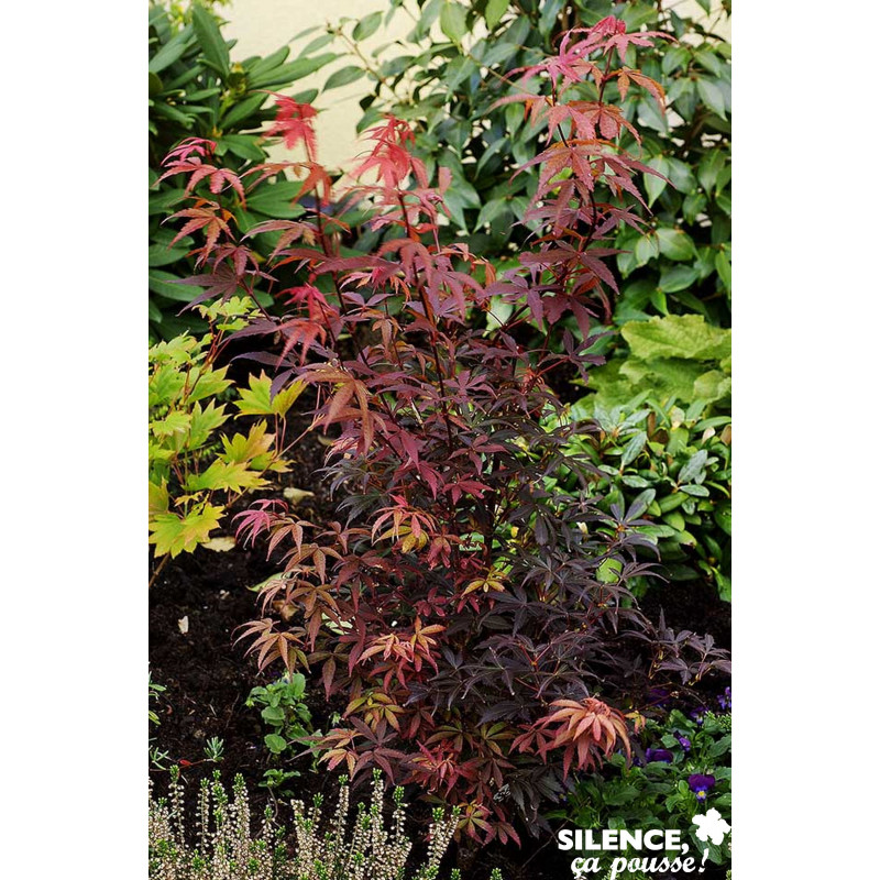 ACER palmatum Skeeter'S Broom Jdm TG-H40 C10L - SILENCE ÇA POUSSE 