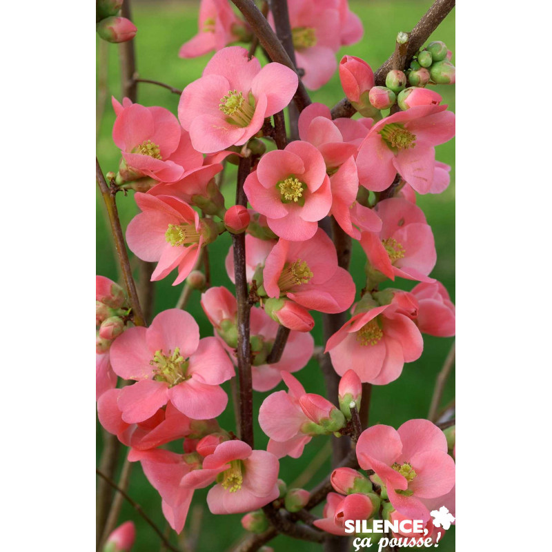 CHAENOMELES speciosa Eximia C4.5L - SILENCE ÇA POUSSE 