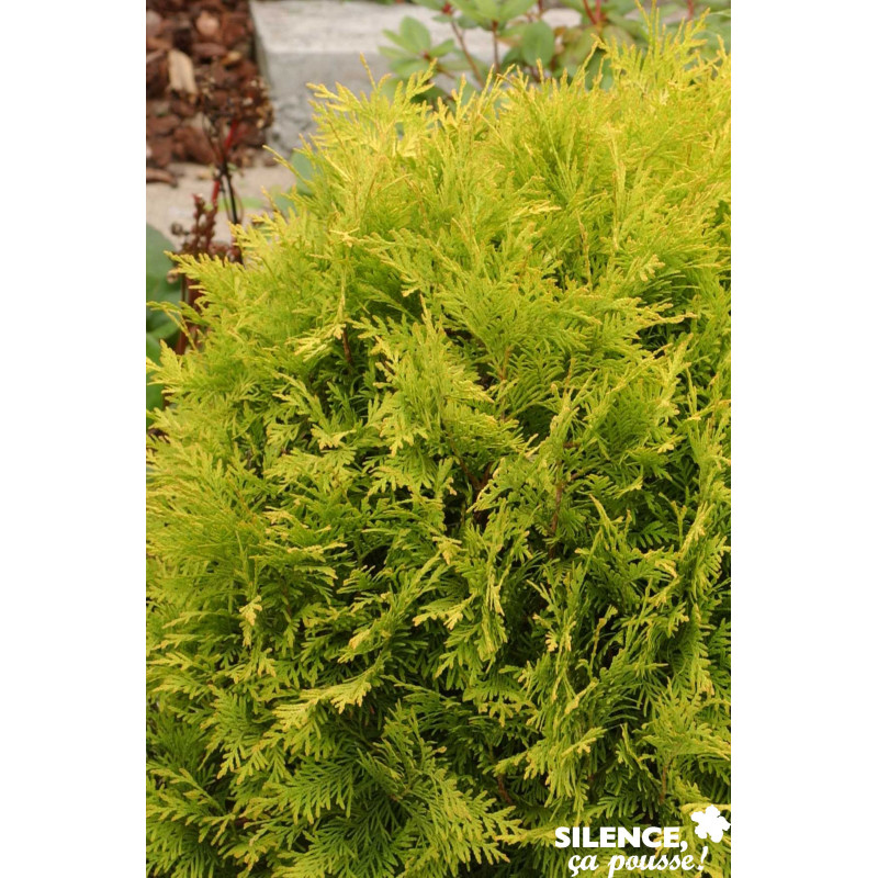 THUJA occidentalis Golden Globe C4.5L - SILENCE ÇA POUSSE 