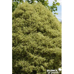 PITTOSPORUM tenuifolium Golf Ball Cov + Scpe C7L - SILENCE ÇA POUSSE 