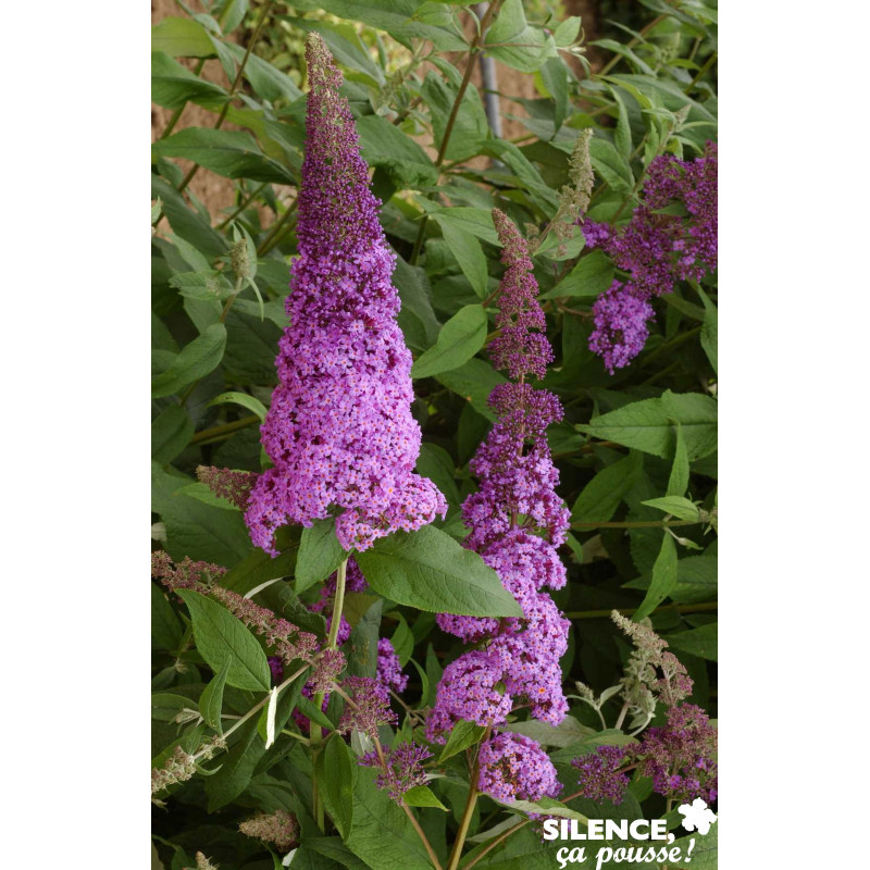 BUDDLEJA davidii Reve Papillon® Rose C10L - SILENCE ÇA POUSSE 