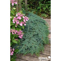 JUNIPERUS squamata Blue Carpet C4.5L - SILENCE ÇA POUSSE 