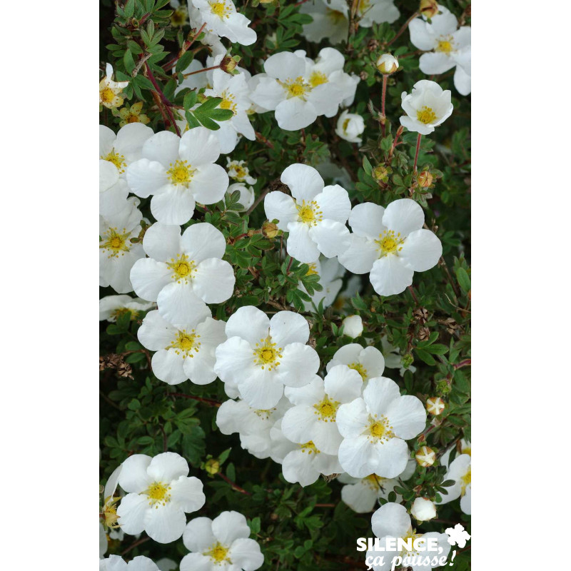 POTENTILLA fructicosa Abbotswood C4.5L - SILENCE ÇA POUSSE 