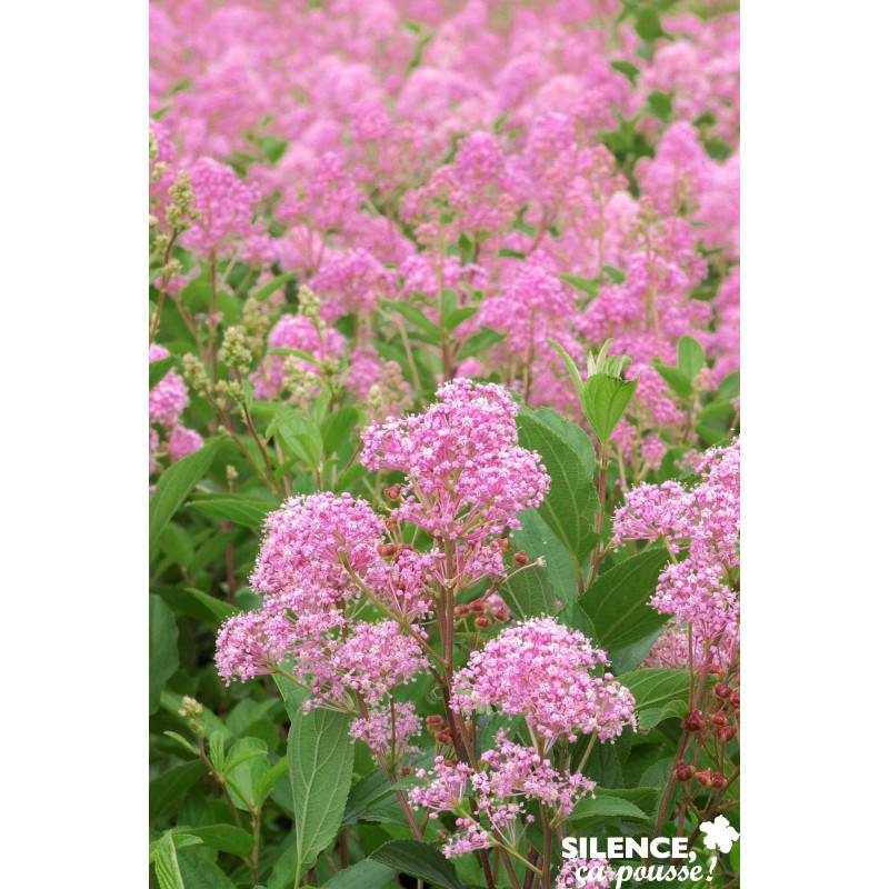 Ceanothus marie rose (r) c 4.5 mel - SILENCE ÇA POUSSE 