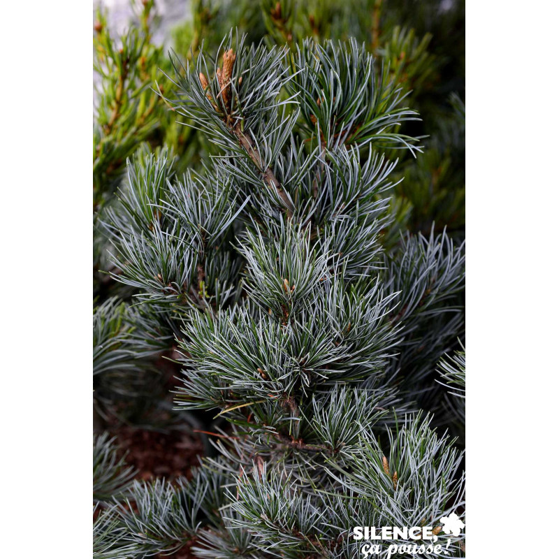 PINUS parviflora Negeski C4.5L - SILENCE ÇA POUSSE 