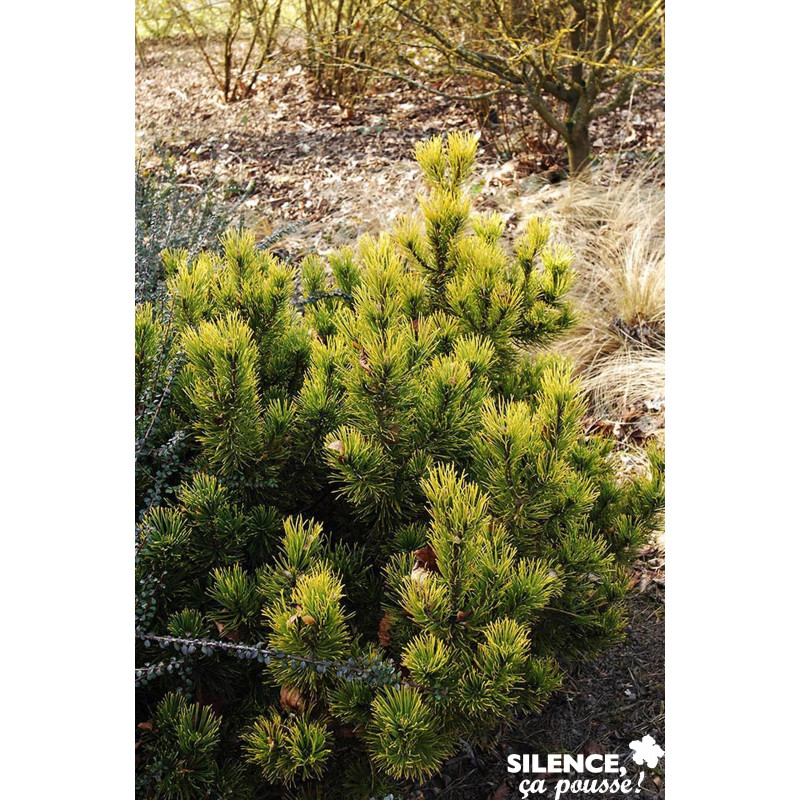 PINUS mugo Carsten Wintergold GREF C4.5L - SILENCE ÇA POUSSE 