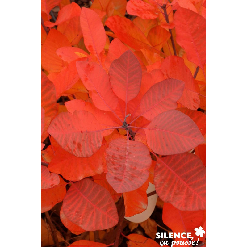 COTINUS grace Halloween C4.5L - SILENCE ÇA POUSSE 