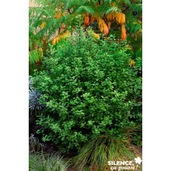 PITTOSPORUM tenuifolium Emerald Dome® C4.5L - SILENCE ÇA POUSSE 