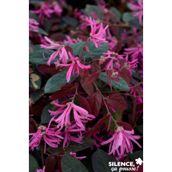 LOROPETALUM chinense Fire Dance TGB C4.5L - SILENCE ÇA POUSSE 