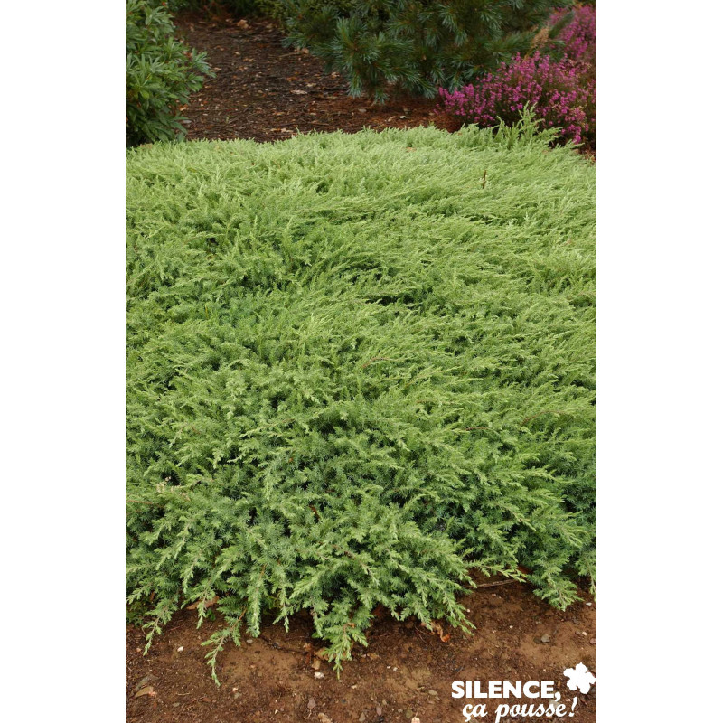 JUNIPERUS conferta Slager C2L-DECO - SILENCE ÇA POUSSE 