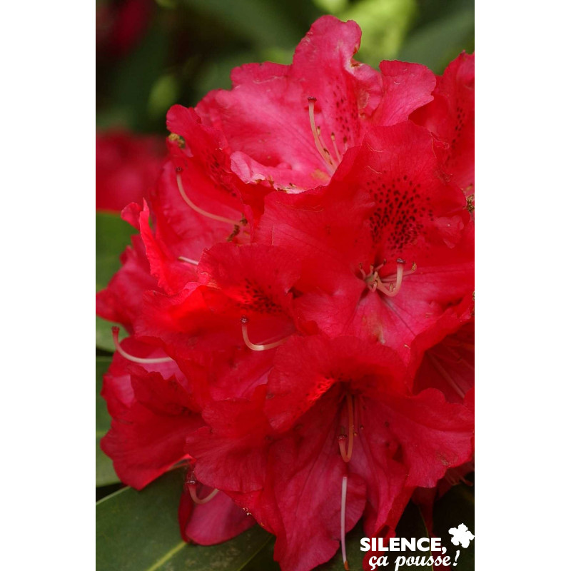 RHODODENDRON x Wilgens Ruby C7L - SILENCE ÇA POUSSE 