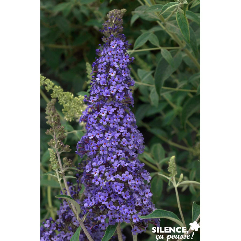 BUDDLEJA davidii Reve Papillon® Bleu C10L - SILENCE ÇA POUSSE 