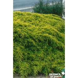 JUNIPERUS media Old Gold C2L-DECO - SILENCE ÇA POUSSE 