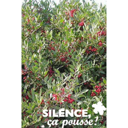 PISTACIA lentiscus TFE C4.5L - SILENCE ÇA POUSSE 