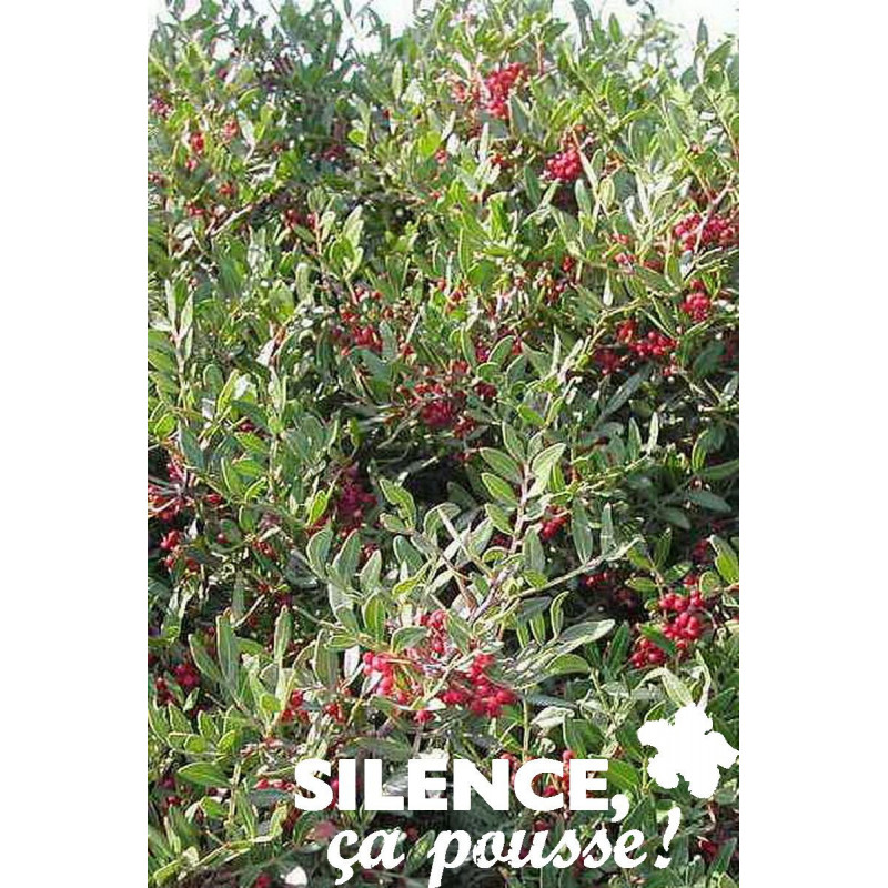 PISTACIA lentiscus TFE C4.5L - SILENCE ÇA POUSSE 