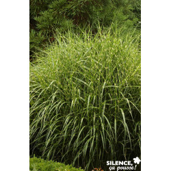 MISCANTHUS sinensis Zebrinus TFE C10L - SILENCE ÇA POUSSE 