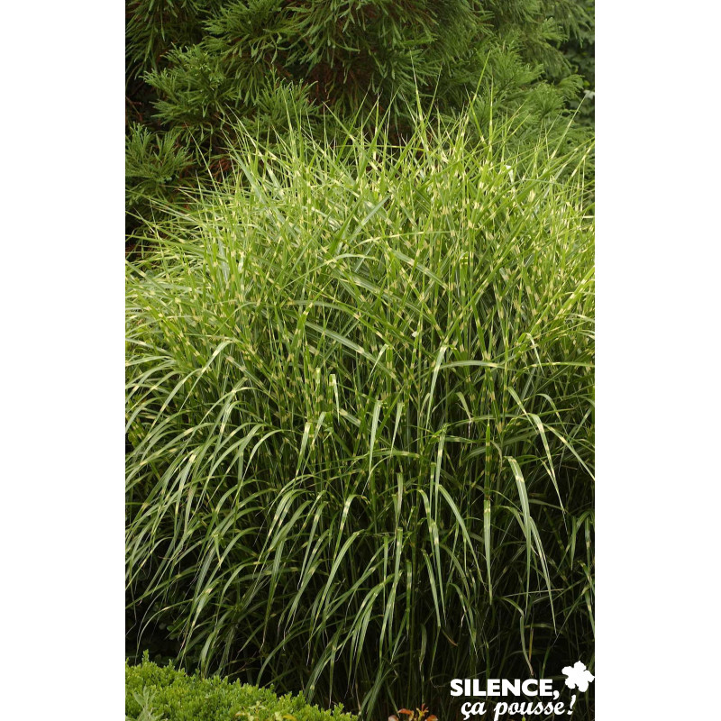 MISCANTHUS sinensis Zebrinus TFE C10L - SILENCE ÇA POUSSE 