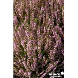 CALLUNA vulgaris Spring Torch C2L-DECO - SILENCE ÇA POUSSE 