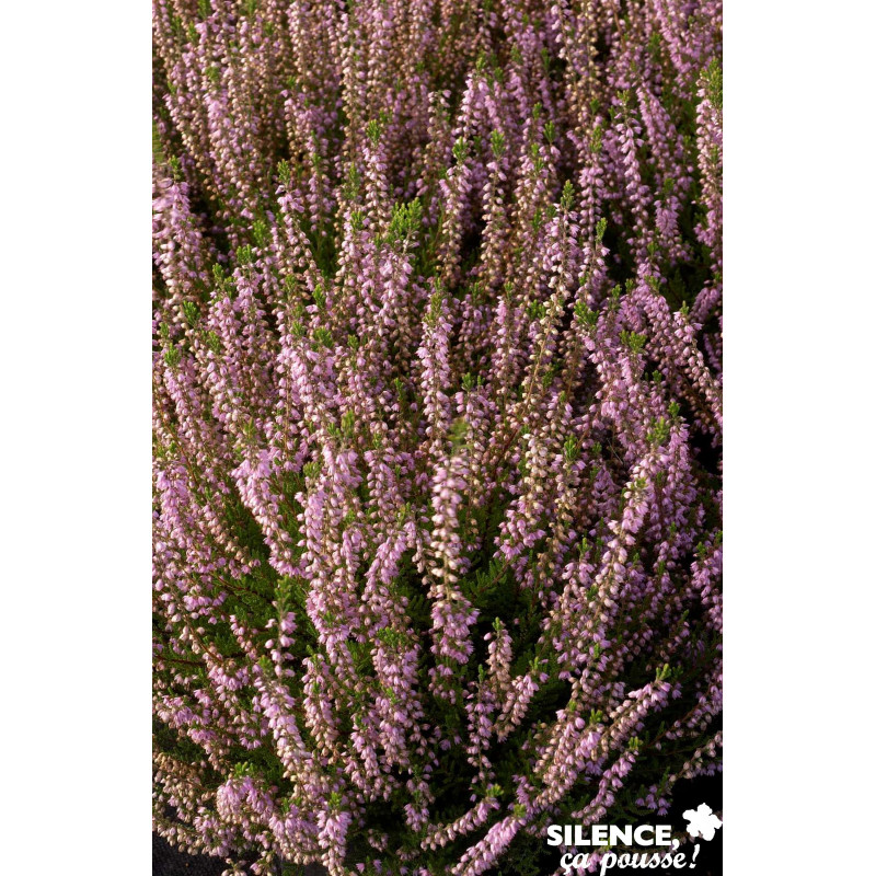 CALLUNA vulgaris Spring Torch C2L-DECO - SILENCE ÇA POUSSE 