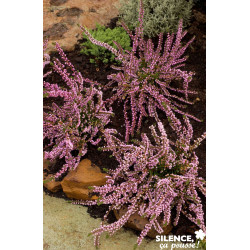 CALLUNA vulgaris Annemarie C2L-DECO - SILENCE ÇA POUSSE 