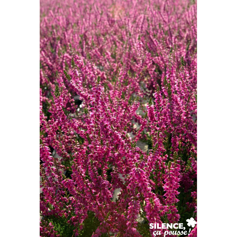 CALLUNA vulgaris Allegro C2L-DECO - SILENCE ÇA POUSSE 