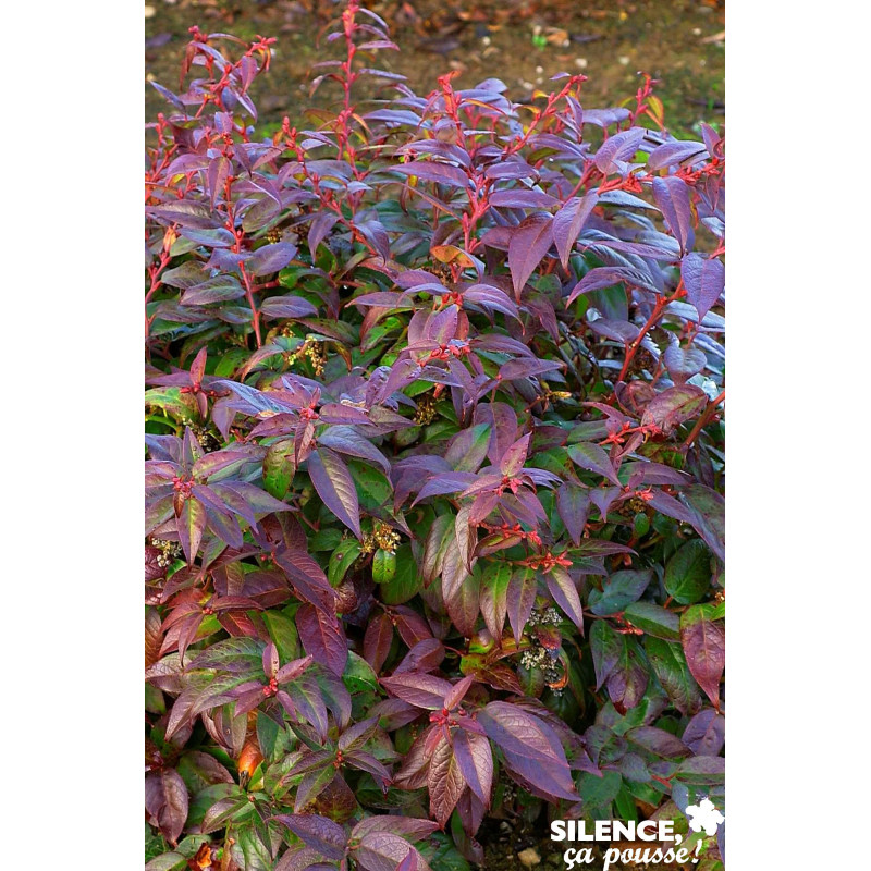 LEUCOTHOE scarletta Zeblid TFE C4.5L - SILENCE ÇA POUSSE 