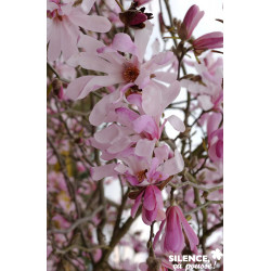 MAGNOLIA loebneri Leonard Messel TFE C4.5L - SILENCE ÇA POUSSE 