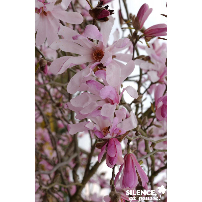 MAGNOLIA loebneri Leonard Messel TFE C4.5L - SILENCE ÇA POUSSE 