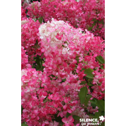 HYDRANGEA paniculata Diamant Rouge® TFE C4.5L - SILENCE ÇA POUSSE 