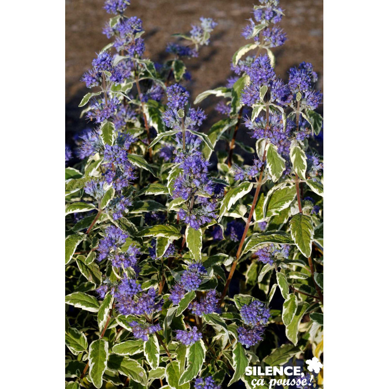 CARYOPTERIS clandonensis White Surprise COV TFE  - SILENCE ÇA POUSSE 