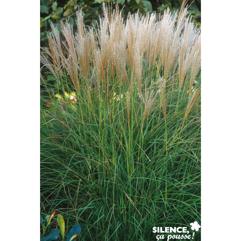 MISCANTHUS kleine Silberspinne TFE C4.5L - SILENCE ÇA POUSSE 