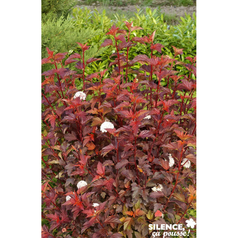 PHYSOCARPUS opulifolius Diable D'Or® TFE C4.5L - SILENCE ÇA POUSSE 