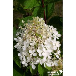 HYDRANGEA paniculata Phantom TFE C4.5L - SILENCE ÇA POUSSE 