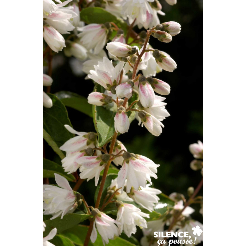 DEUTZIA scabra Pride Of Rochester TFE C4.5L - SILENCE ÇA POUSSE 