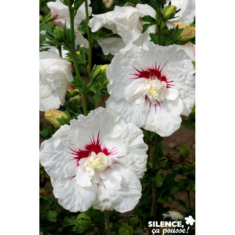 HIBISCUS Syriacus French Point® TFE C4.5L - SILENCE ÇA POUSSE ...