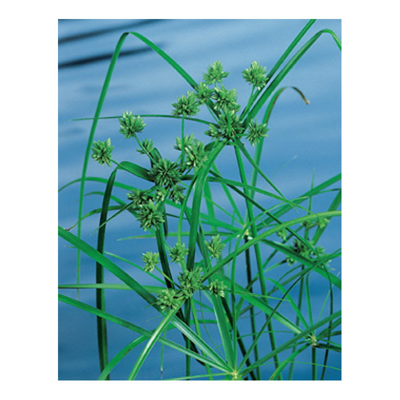 Cyperus Alternifolius H70-P18 - WILLAERT 