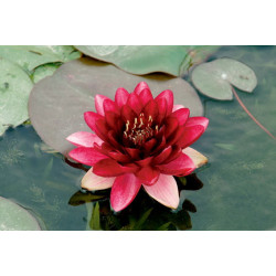 Nymphaea Perry Almost Black P11X11 - WILLAERT 