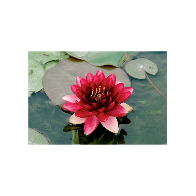 Nymphaea Perry Almost Black P11X11 - WILLAERT 