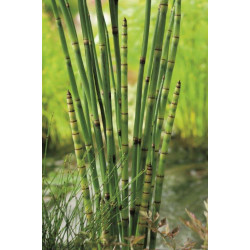 Equisetum Japonicum P28 - WILLAERT 