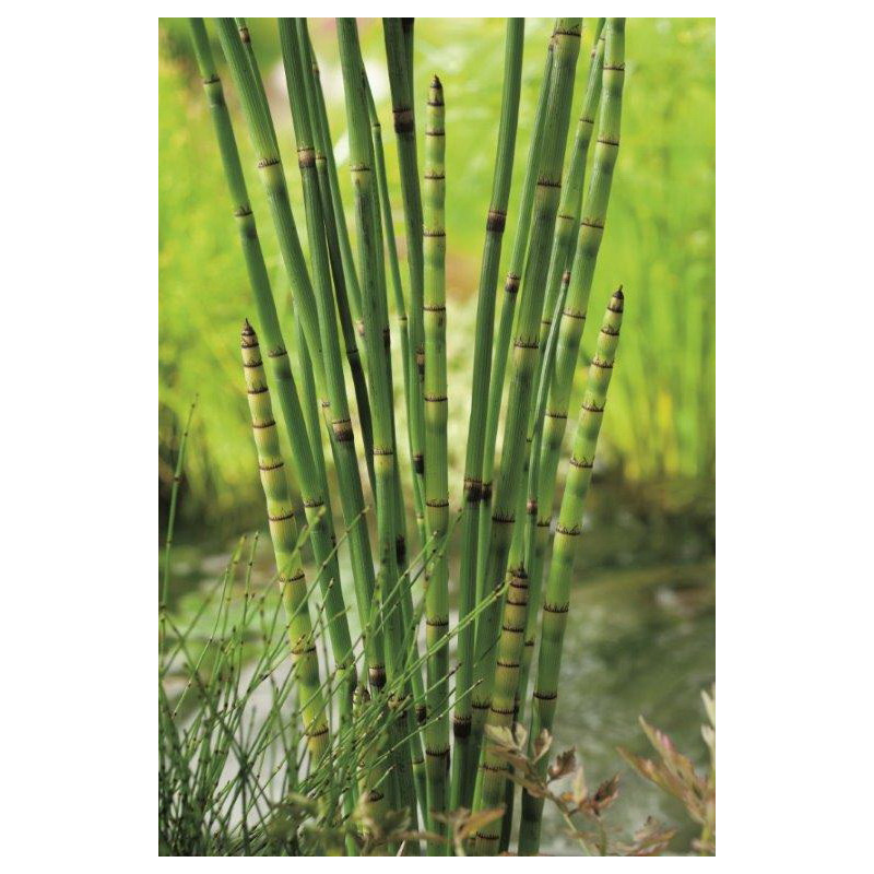 Equisetum Japonicum P28 - WILLAERT 