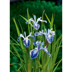 Iris Laevigata Mottled Beauty P18 - WILLAERT 