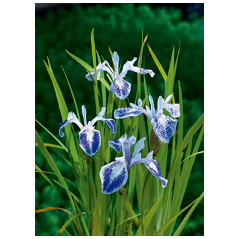 Iris Laevigata Mottled Beauty P18 - WILLAERT 