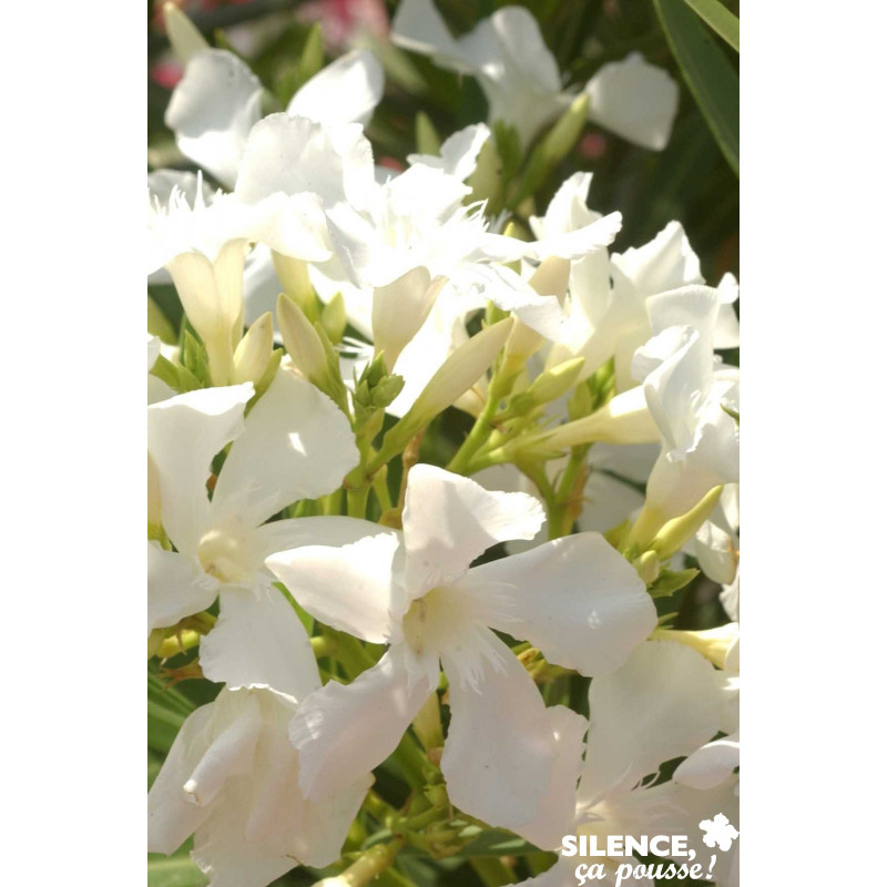 NERIUM oleander Blanc ½TG C10L - SILENCE ÇA POUSSE 