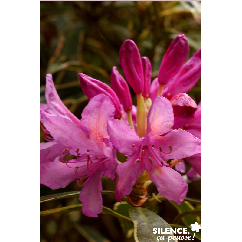 RHODODENDRON ponticum Variegatum C7L - SILENCE ÇA POUSSE 