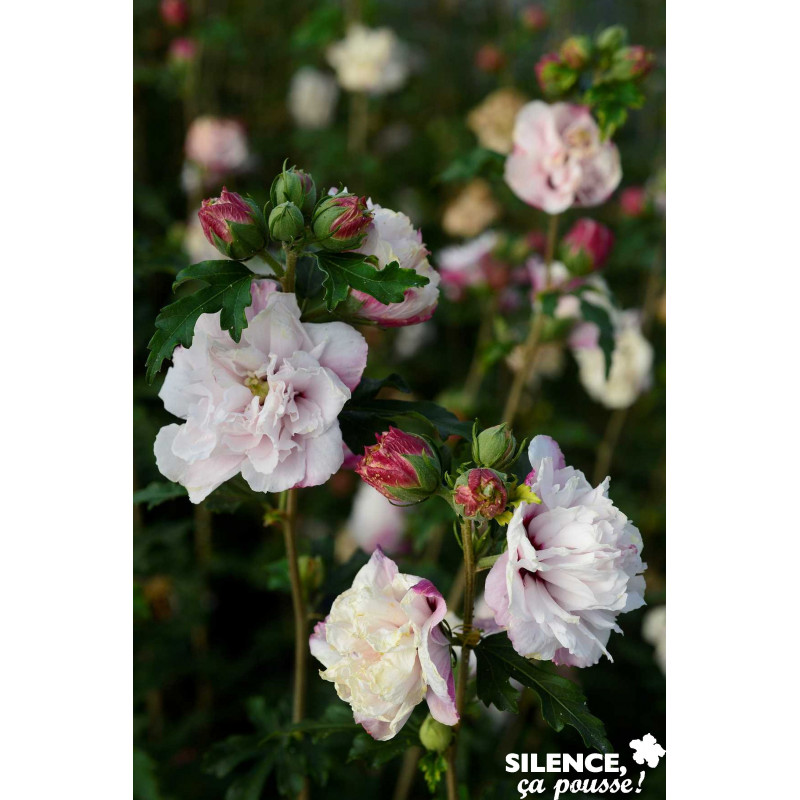 HIBISCUS Syriacus French Cabaret® Pastel C10L - SILENCE ÇA POUSSE ...