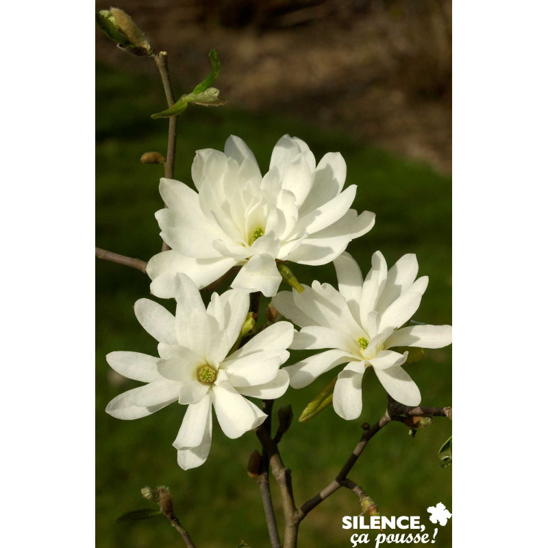 MAGNOLIA stellata Royal Star TFE C10L - SILENCE ÇA POUSSE 