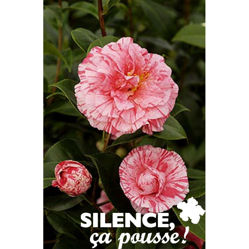 CAMELLIA strie C4.5L - SILENCE ÇA POUSSE 