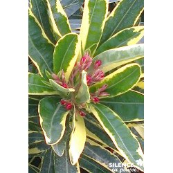 NERIUM oleander Variegata 3/4BR C3L - SILENCE ÇA POUSSE 