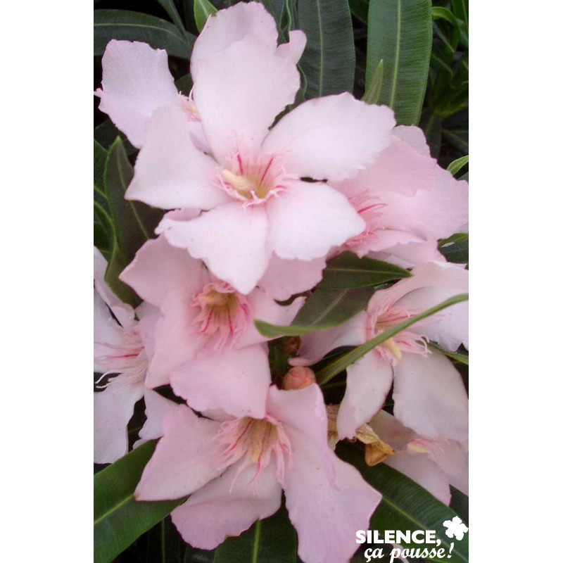 NERIUM oleander Blanc D'Alsace 3/4BR C3L - SILENCE ÇA POUSSE 